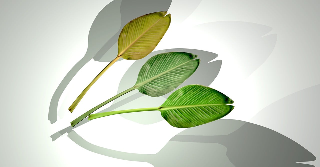 石家莊華普城最新動(dòng)態(tài)，城市發(fā)展的脈搏與未來展望揭秘