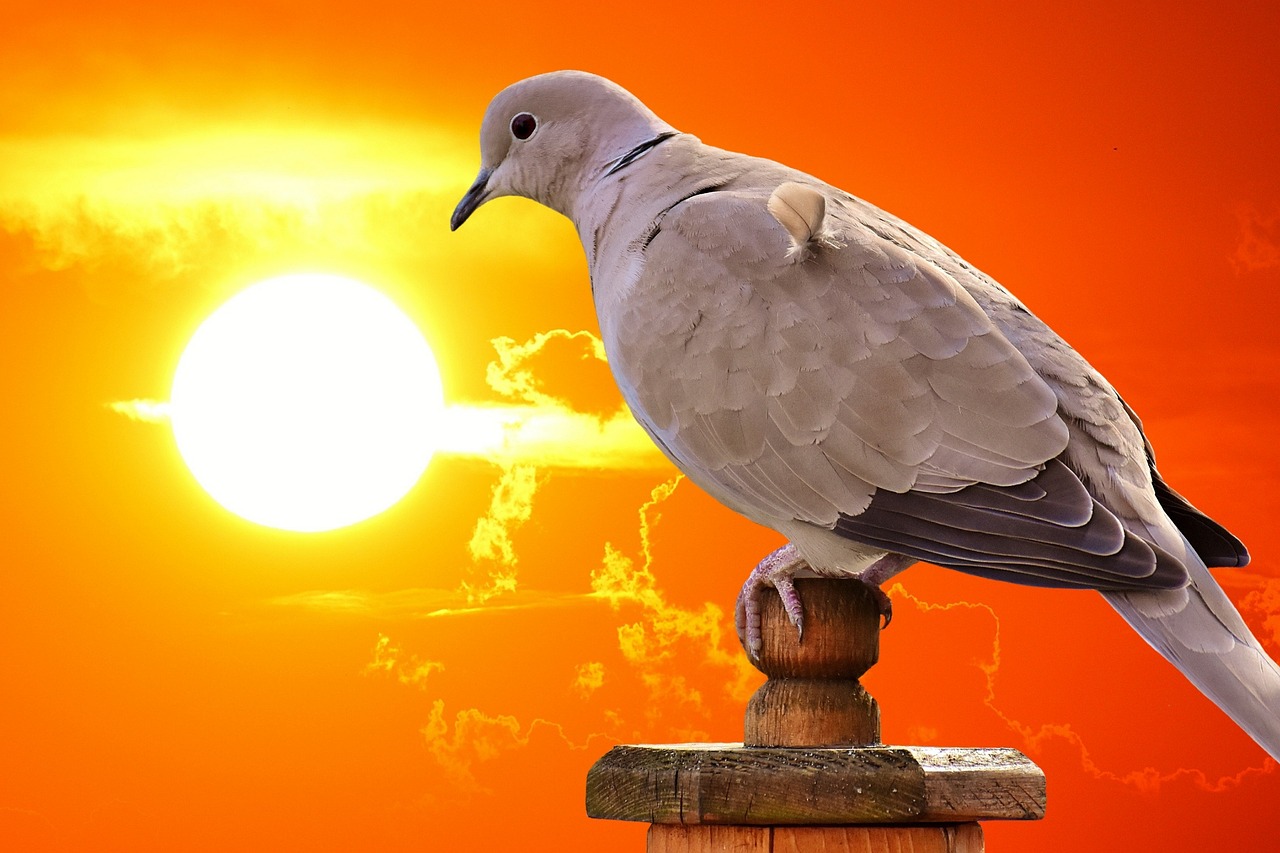 最新名家天落鴿圖片的藝術(shù)魅力與賞析，揭秘其獨(dú)特魅力及賞析精選圖片