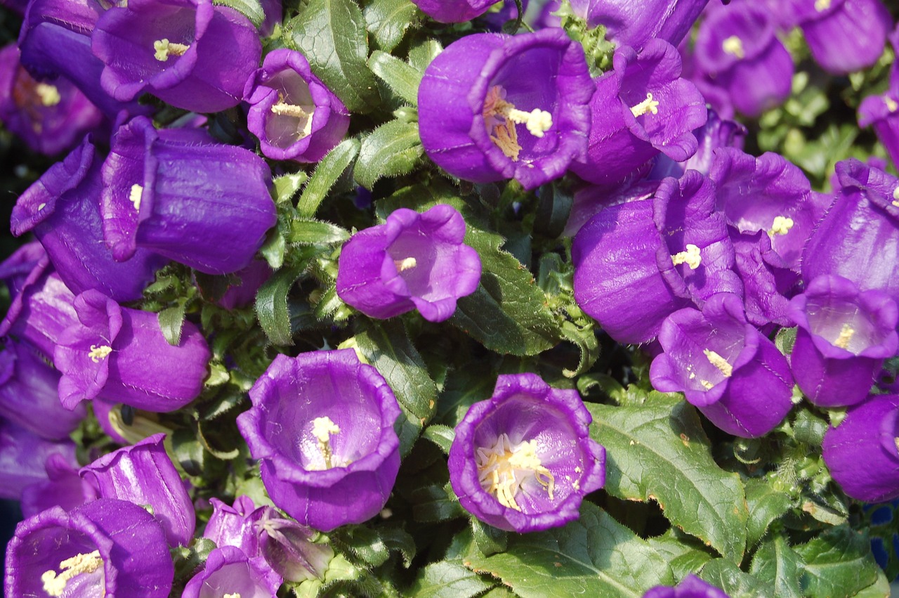 趙易山最新動(dòng)態(tài)揭秘，探尋其最新消息與神秘面紗背后的真相