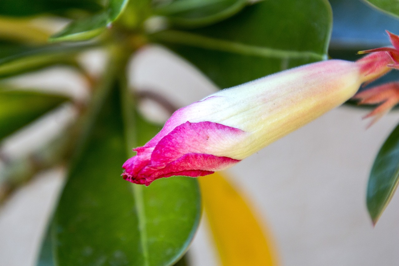 紅崖子花生米最新價格及市場動態(tài)分析，洞悉市場趨勢與價格動態(tài)