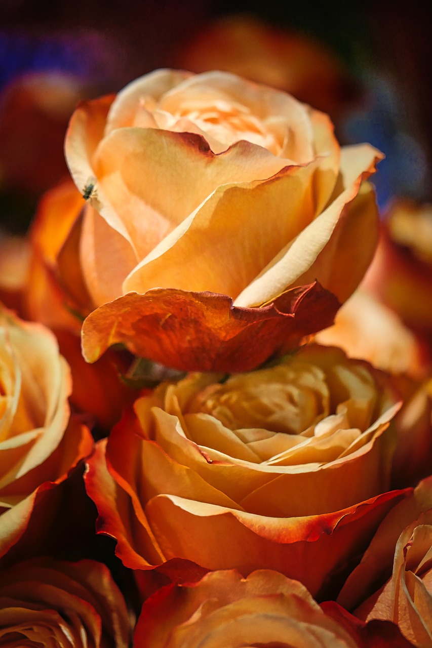 香堤藝墅最新動(dòng)態(tài)，揭開未來(lái)藝術(shù)生活序幕