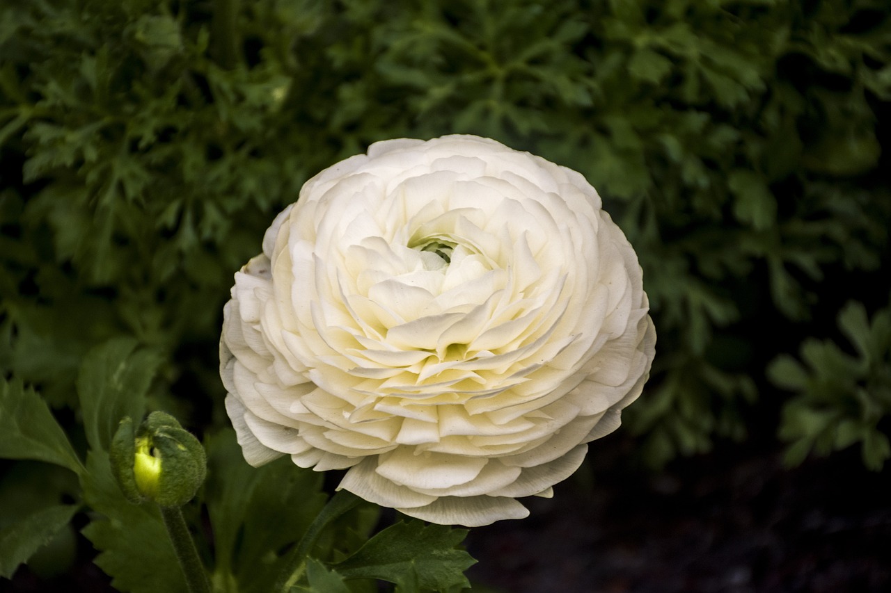 自由人花園最新動態(tài)揭秘，未來無限可能的發(fā)展展望