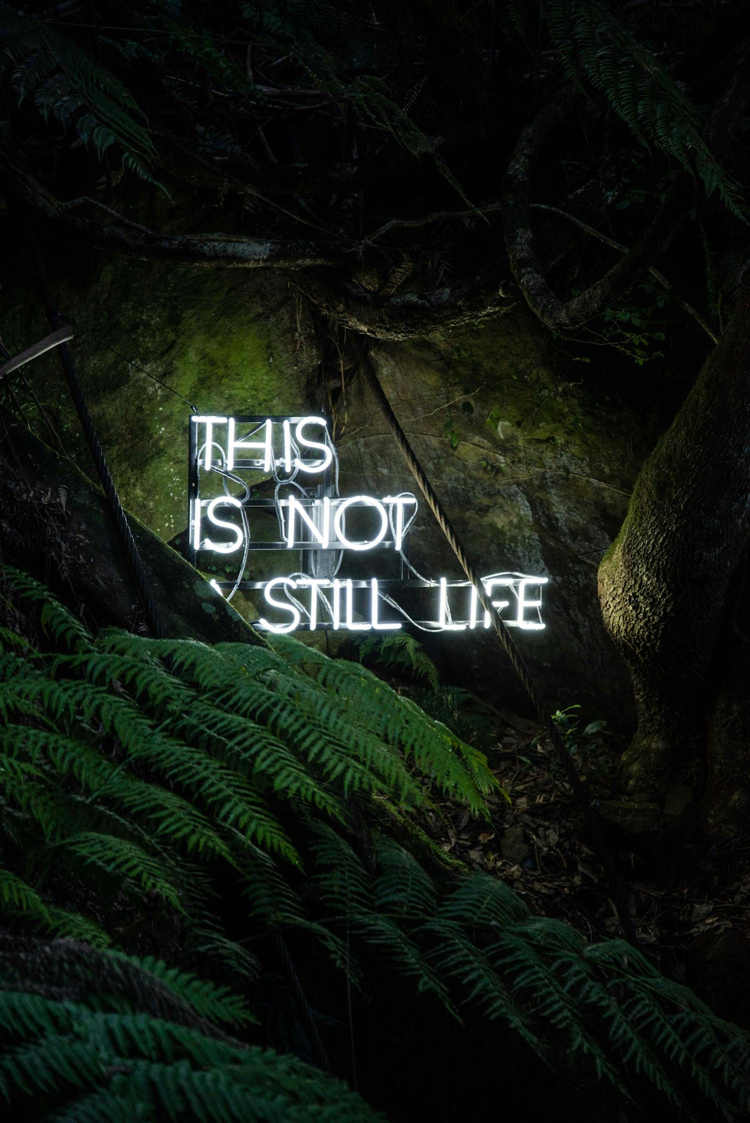 雪鷹領(lǐng)主最新章節(jié)更新，熱血冒險(xiǎn)與成長(zhǎng)之旅