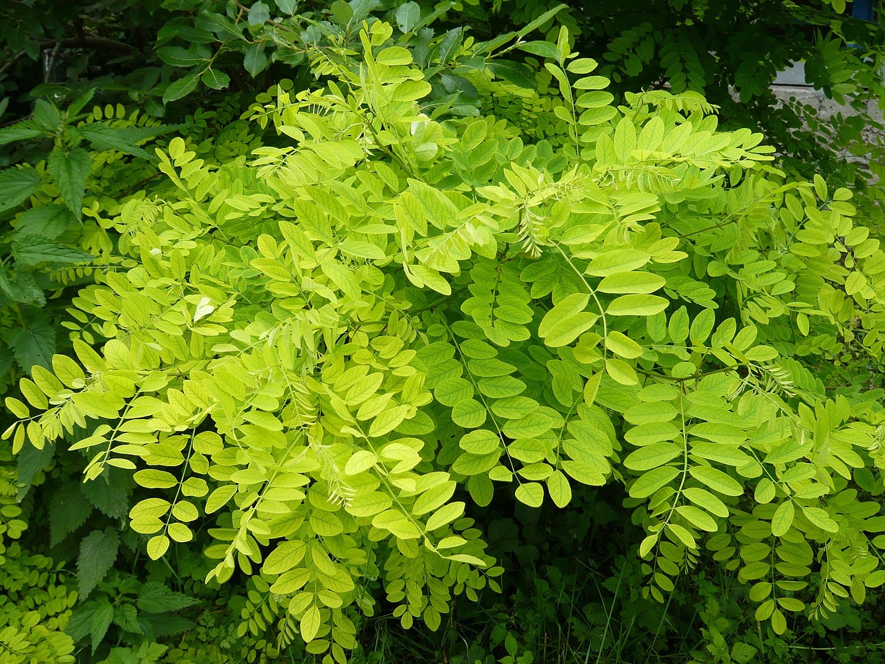 幸福林帶三期最新進(jìn)展，綠色生活展望，未來動態(tài)揭秘