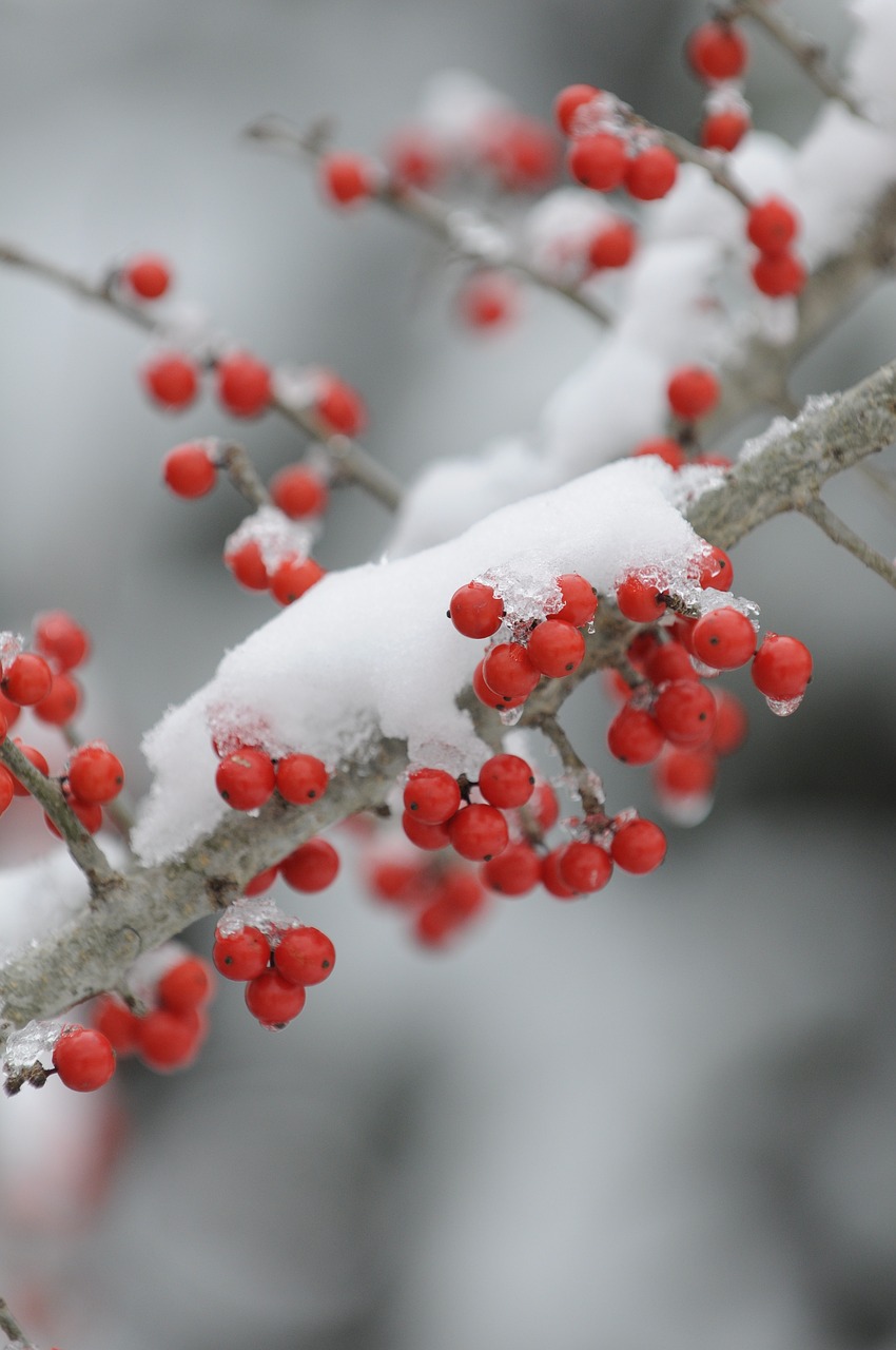 蘋果7 Plus 32G最新報(bào)價(jià)及市場(chǎng)深度解析