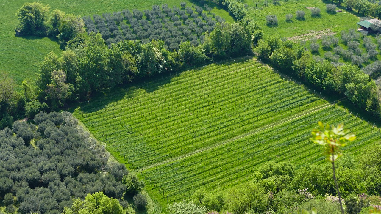 東營(yíng)農(nóng)高區(qū)引領(lǐng)農(nóng)業(yè)科技創(chuàng)新，助力鄉(xiāng)村振興最新消息揭秘