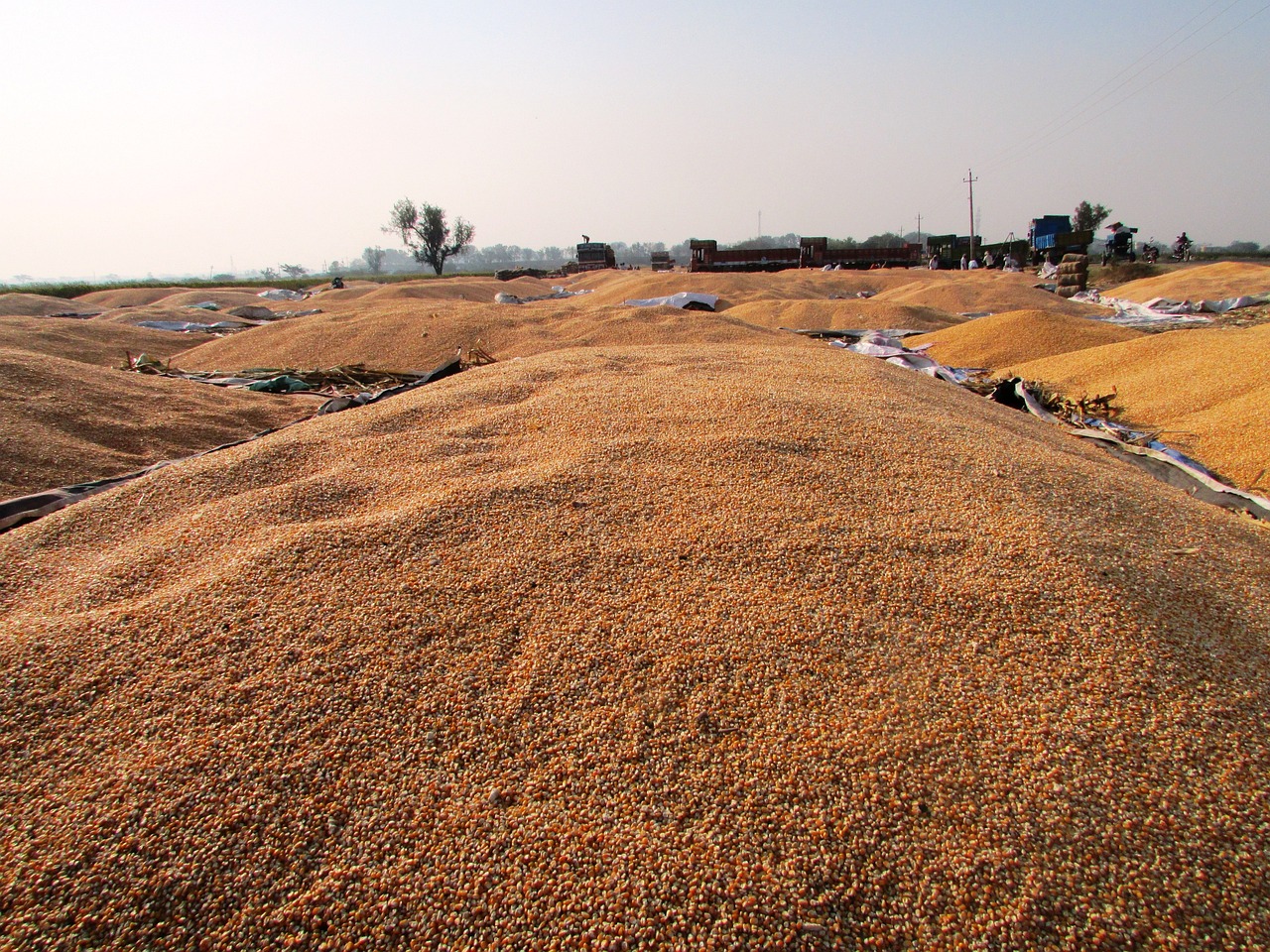 山東聊城玉米價(jià)格最新動(dòng)態(tài)及分析