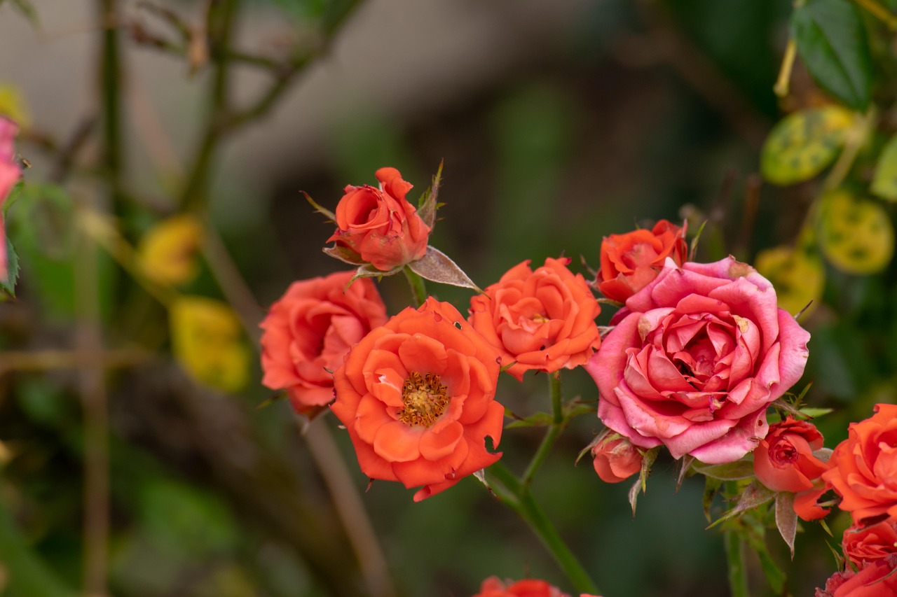 翠金湖美墅島最新動(dòng)態(tài)揭秘，生態(tài)宜居，未來(lái)展望可期