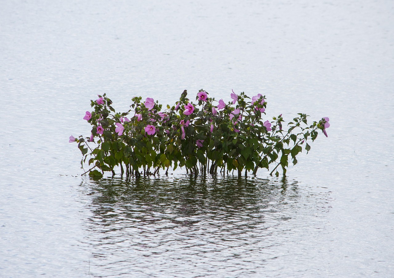 宜張高速湖南建設(shè)進(jìn)展順利，助力地方經(jīng)濟(jì)發(fā)展新動(dòng)態(tài)
