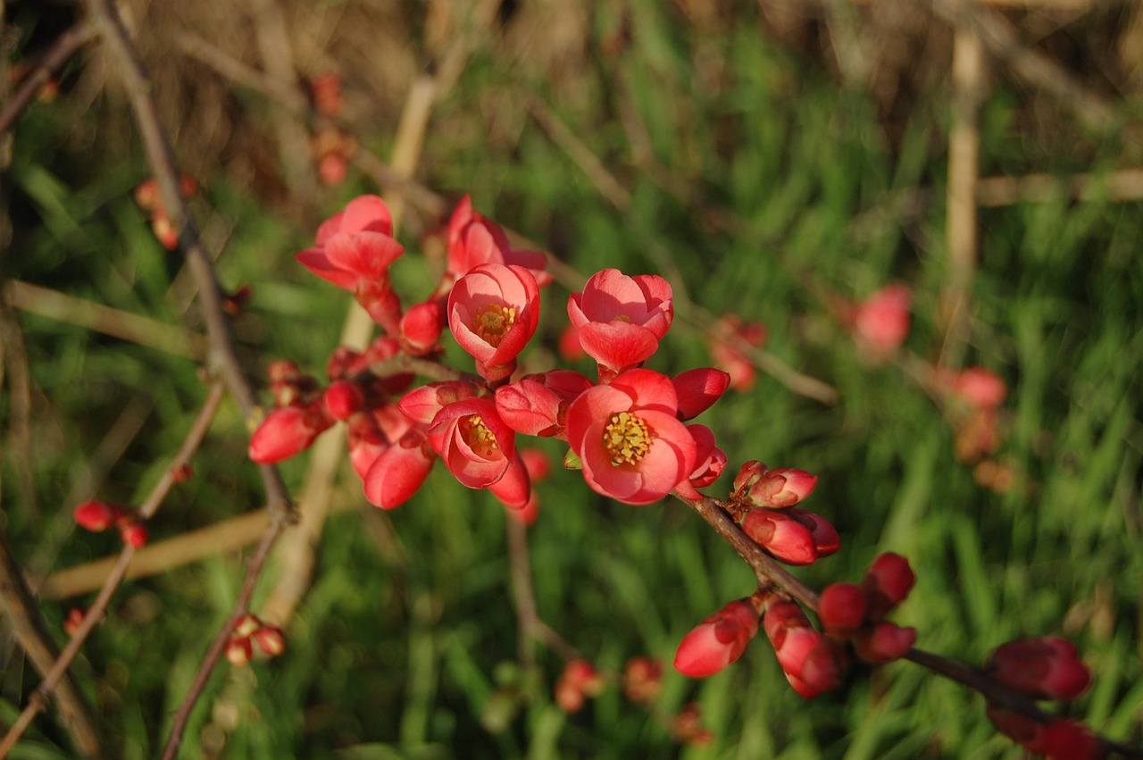 張家口華新園最新消息概覽，最新動(dòng)態(tài)與進(jìn)展速覽