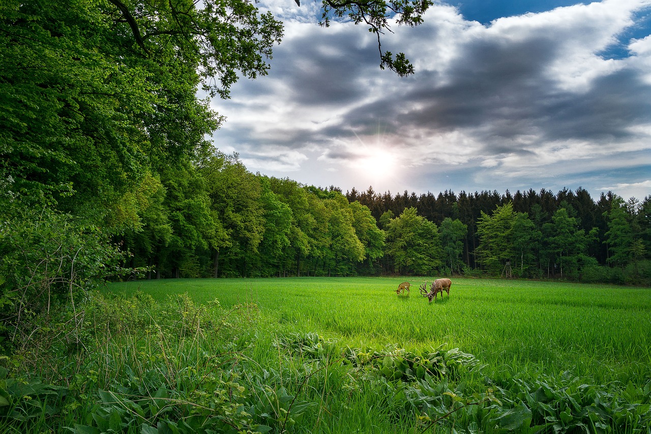 Nginx最新版本的探索與解析，版本更新動(dòng)態(tài)及功能解析