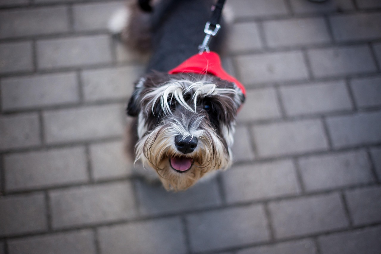 王玲玲與小一鳴的最新動(dòng)態(tài)，星光璀璨，未來可期