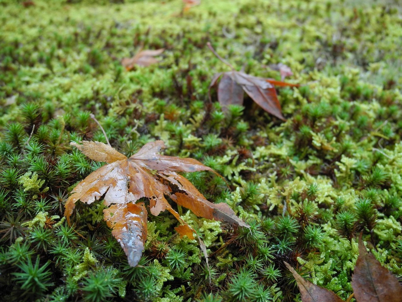 兩會(huì)聚焦，最新城管動(dòng)態(tài)與消息解讀