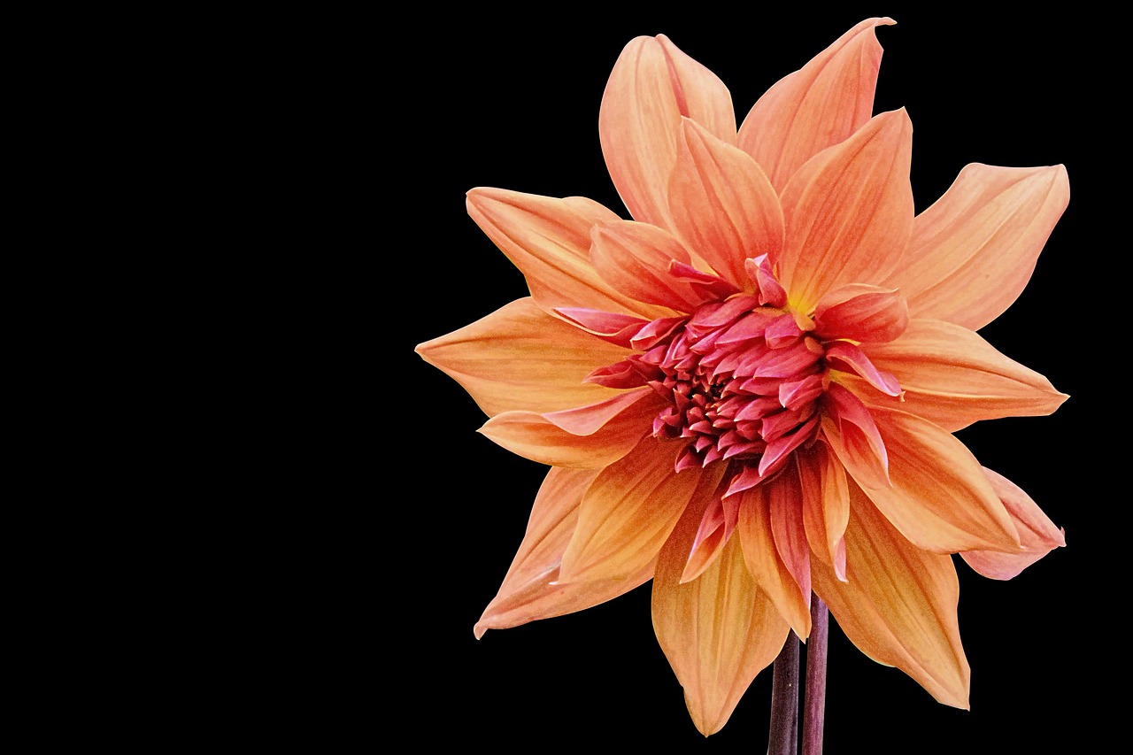 社會(huì)撫養(yǎng)費(fèi)廢止最新動(dòng)態(tài)，重塑人口政策，未來(lái)展望揭曉