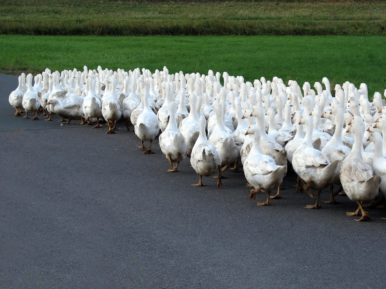 后牛坊村搬遷最新動(dòng)態(tài)，變化中的鄉(xiāng)村未來