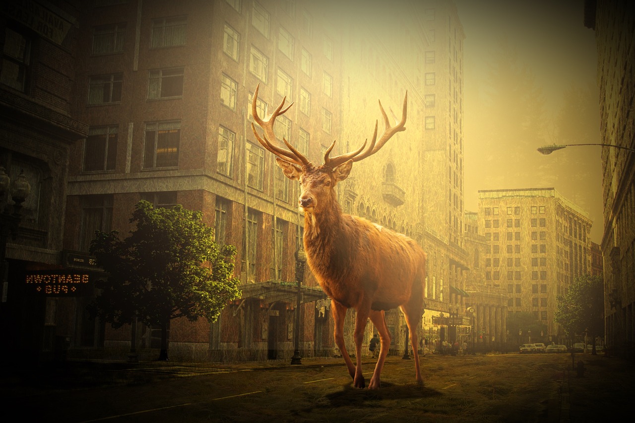 鹽城市網(wǎng)約車最新動態(tài)，行業(yè)變革與發(fā)展趨勢