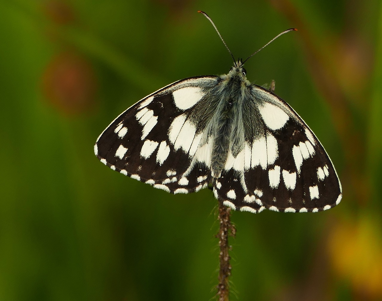 永年縣二手房最新信息概覽，最新房源、價(jià)格及交易動(dòng)態(tài)一網(wǎng)打盡