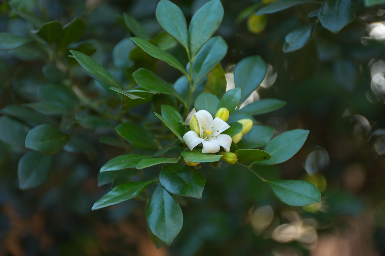 中醫(yī)藥法最新動態(tài)，邁向現(xiàn)代化與規(guī)范化的新征程